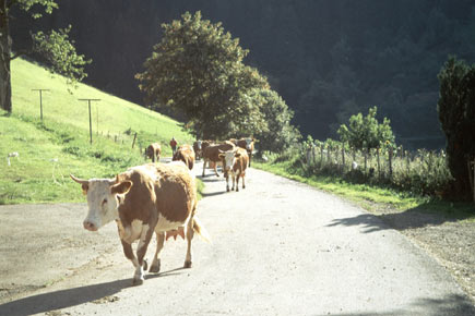 Kühe laufen eine Bergstraße hinauf